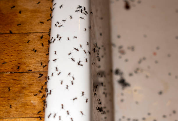 Best Wasp Removal Services  in Sudley, VA